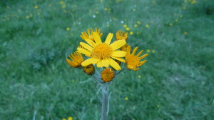 Fiore Labella sito apr14
