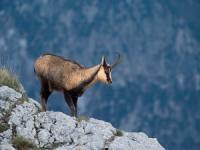 TREKinTREC 9 + 10 Novembre: Nel Parco Naz.le d'Abruzzo tra camosci in amore + sapori e colori d'autunno