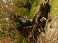 Trekking con gli Orsi nel Parco Nazionale d'Abruzzo 8 e 9 giugno 2013