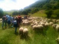 Dal 29 agosto al 1 settembre: Festa della Transumanza con La Porta dei Parchi di Anversa degli Abruzzi