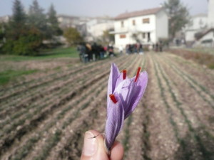 fiore di zafferano raccolto durante escursione di Labelladdormentata